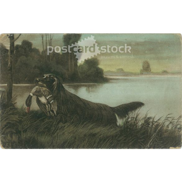 Wild duck hunting. With unique graphics. Postcard. (2791641)