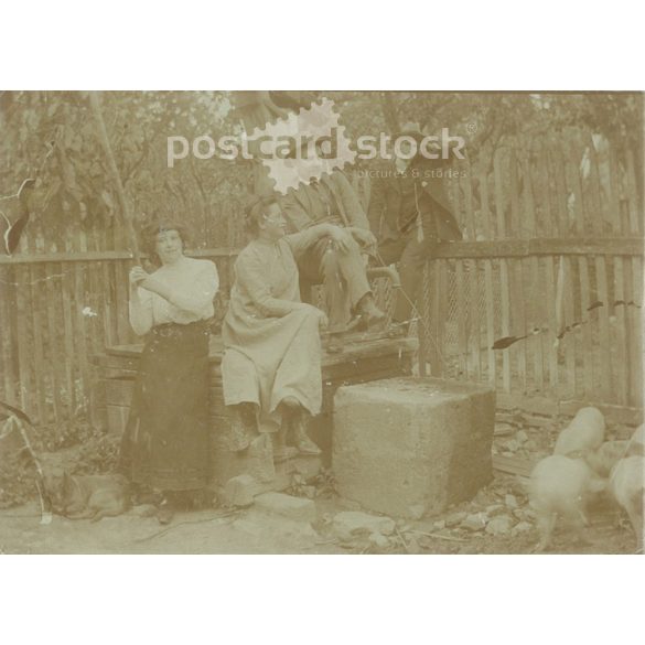 Idyllic group photo in the corner of the poultry yard. Photo sheet, original paper image. (2791899)