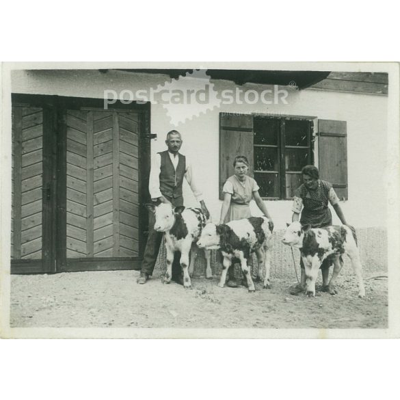 1950s. Germany. Bocik in the yard of a farm. Black and white original paper image, old photo. (2792499)